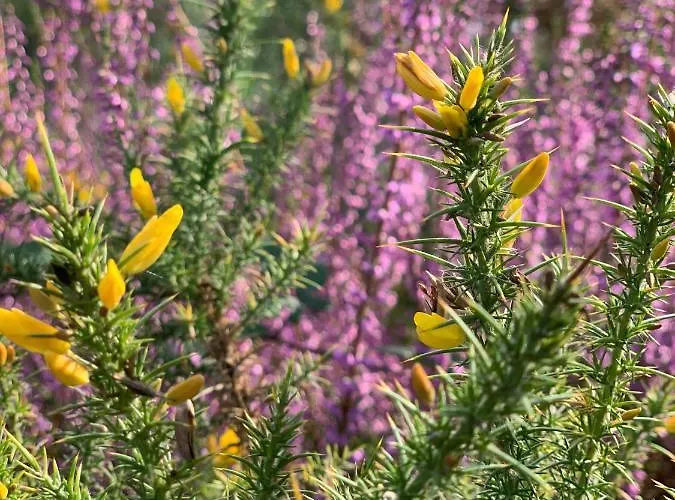 Nocleg ze śniadaniem Maison Magnolia