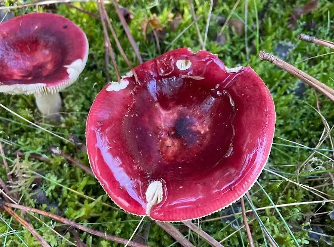 Nocleg ze śniadaniem Maison Magnolia Onesse-et-Laharie